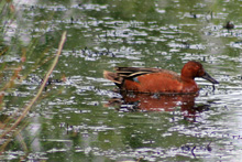 Cinnamon Teal
